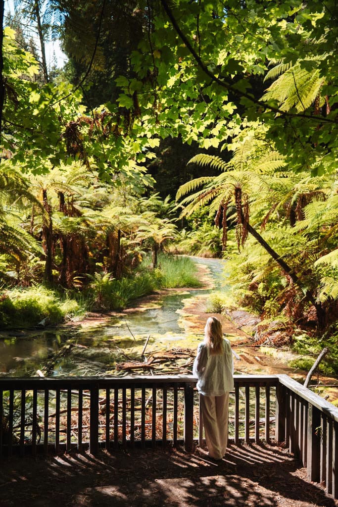 Nightlights Treewalk doen in Rotorua