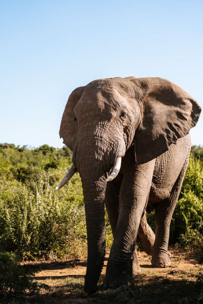 Zuid-Afrika met daktent ervaring