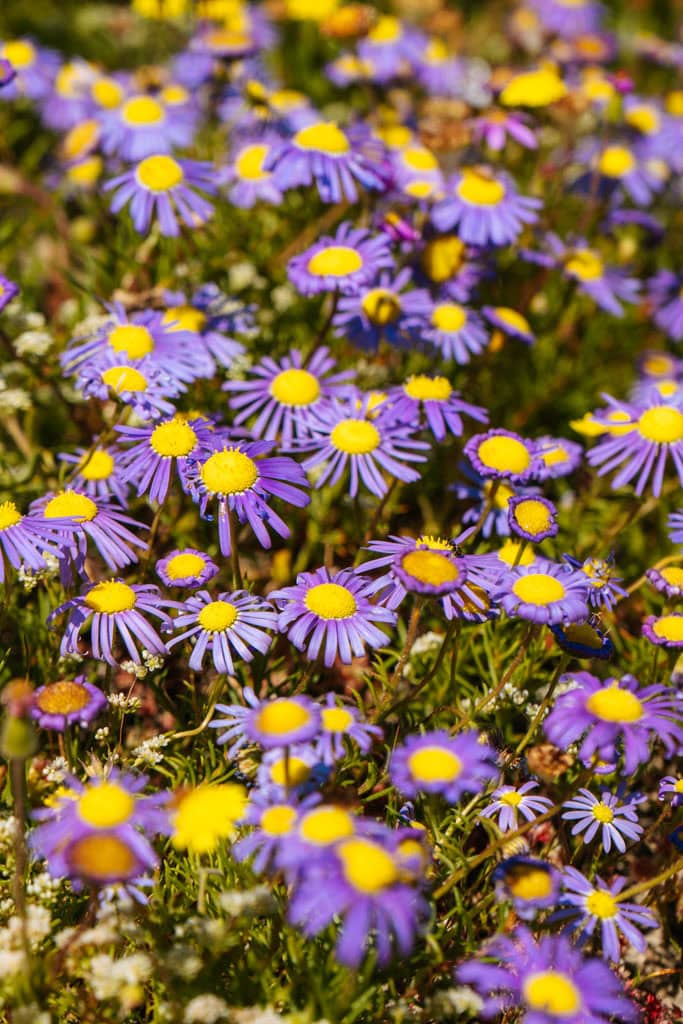 Bloemenvelden Postberg Sectie West Coast National Park 