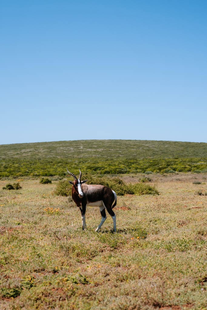 Dieren West Coast National Park bezoeken 