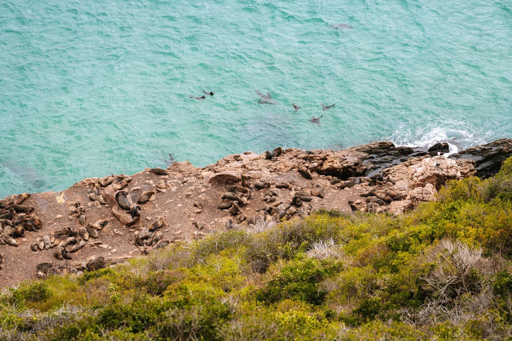 Dieren bij Robberg Nature Reserve in Zuid-Afrika 