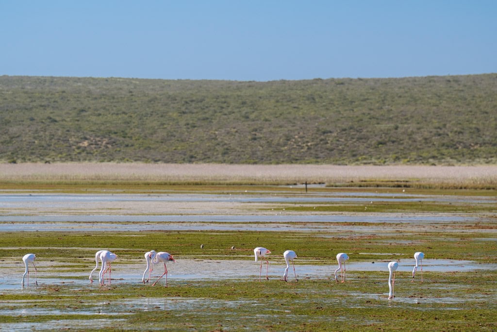 Flamingo in West Coast National Park in Zuid-Afrika 