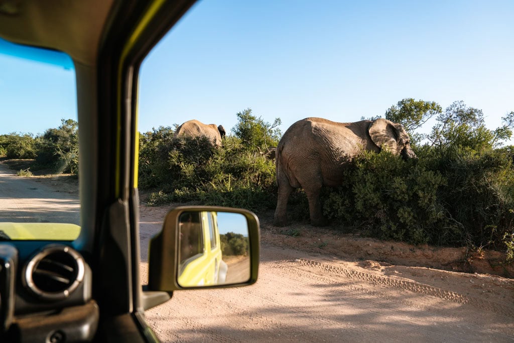 Met eigen huurauto Addo Elephant NP bezoeken tips 