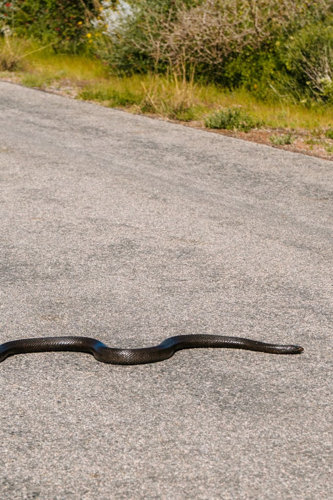 Mooiste plekken West Coast National Park Zuid-Afrika