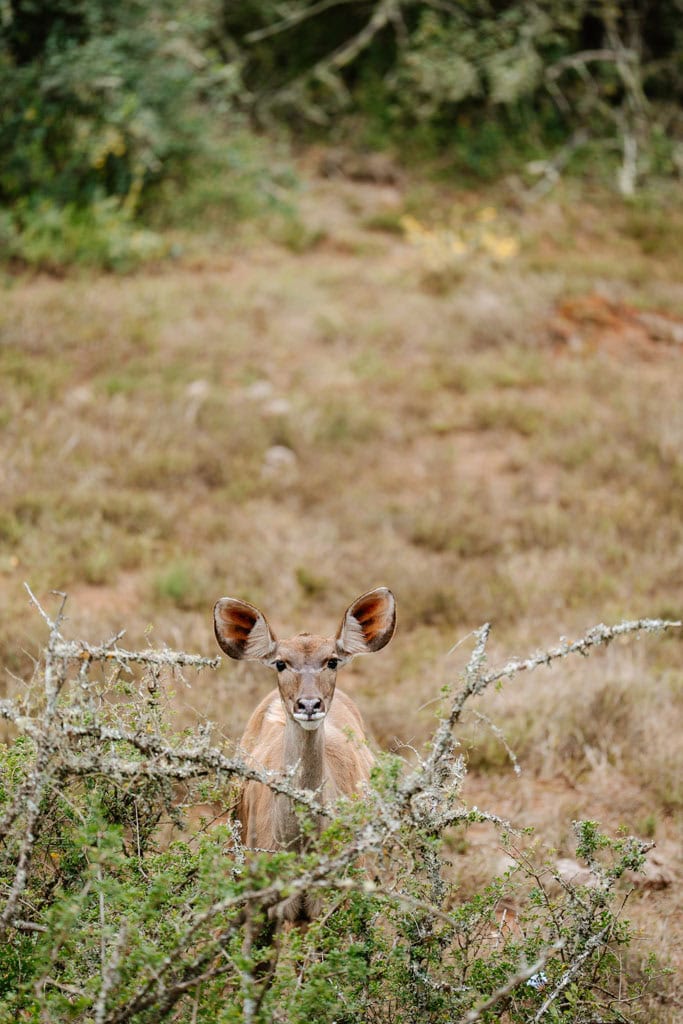 Zelf rijden of game drive in Addo Elephant NP tips 