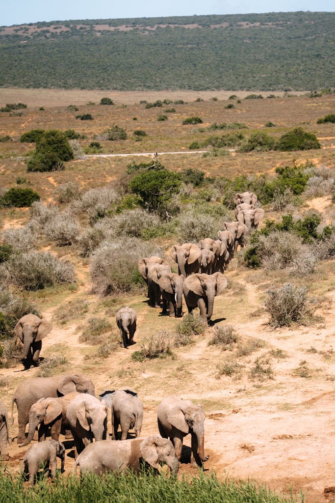 Olifanten spotten Addo Elephant National Park 