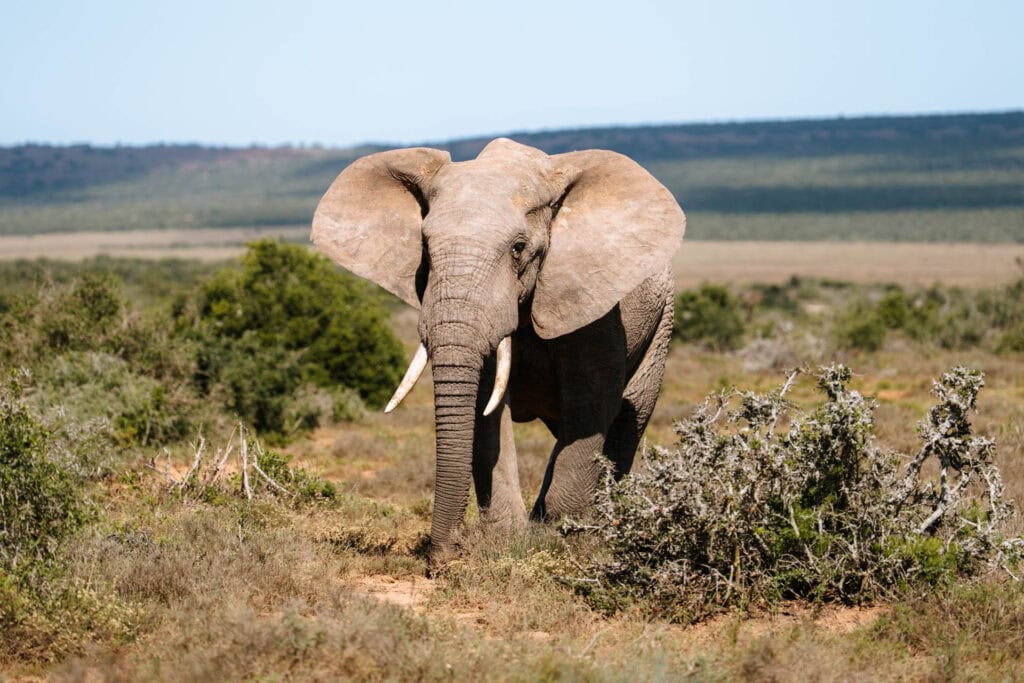 Tips Addo Elephant National Park bezoeken in Zuid-Afrika: waar overnachten en praktische tips