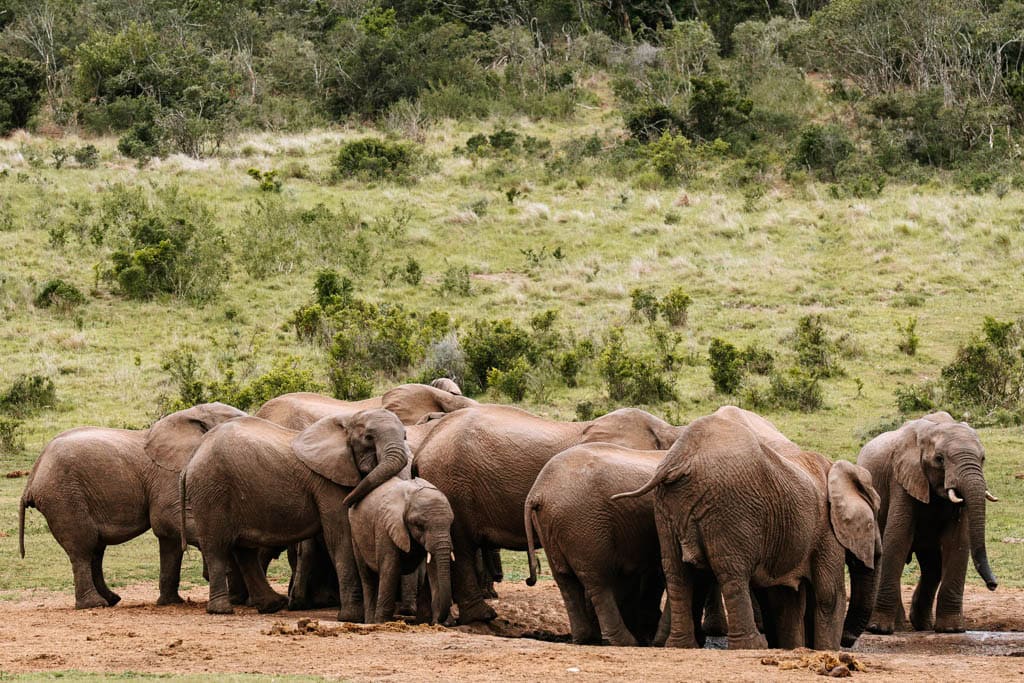 Addo Elephant bezoeken in Zuid-Afrika 