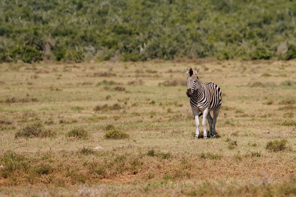 Tips bijzonder overnachten in Plettenberg Bay in Zuid-Afrika 