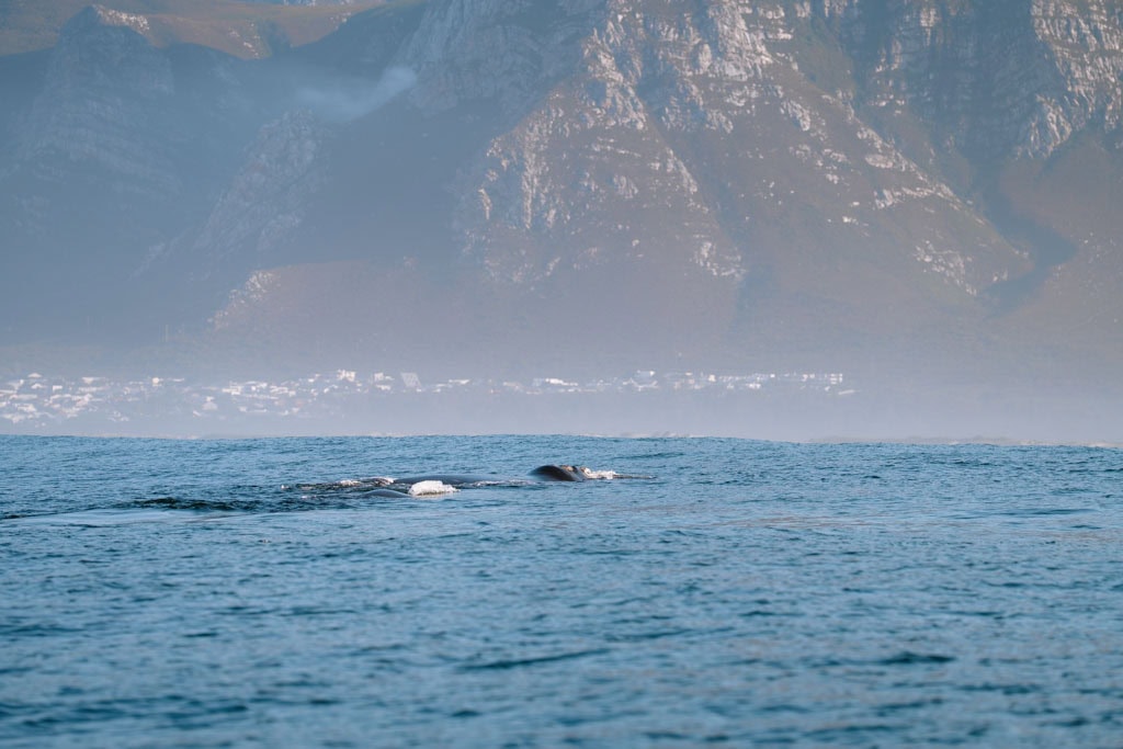 Tips om te doen in Hermanus: walvissen spotten 
