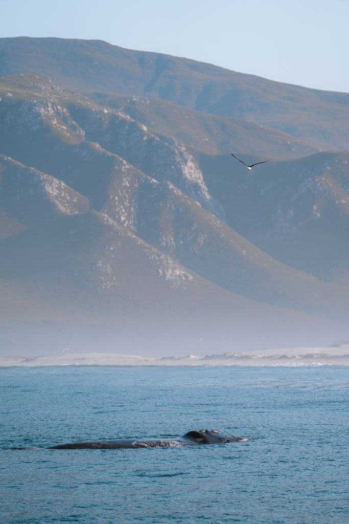 Doen in Hermanus: vanuit Gansbaai walvissen spotten vanaf de kant