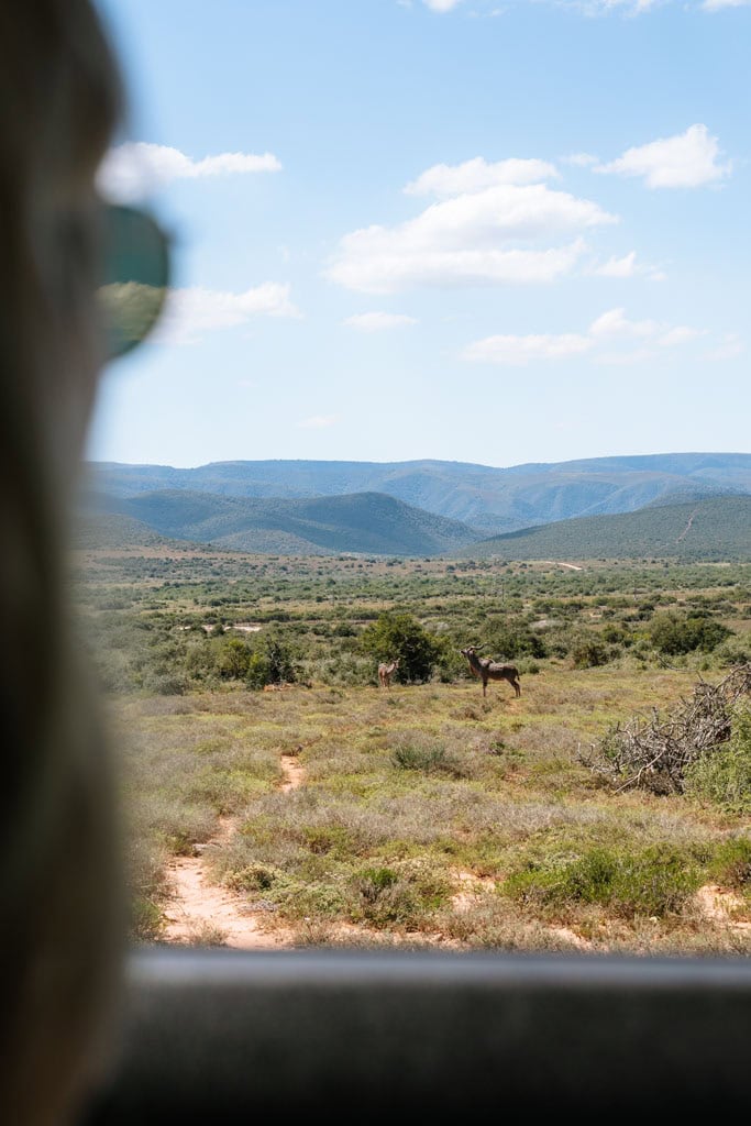 Welke dieren leven er in Addo Elephant National Park? En welke dieren leven er niet? 