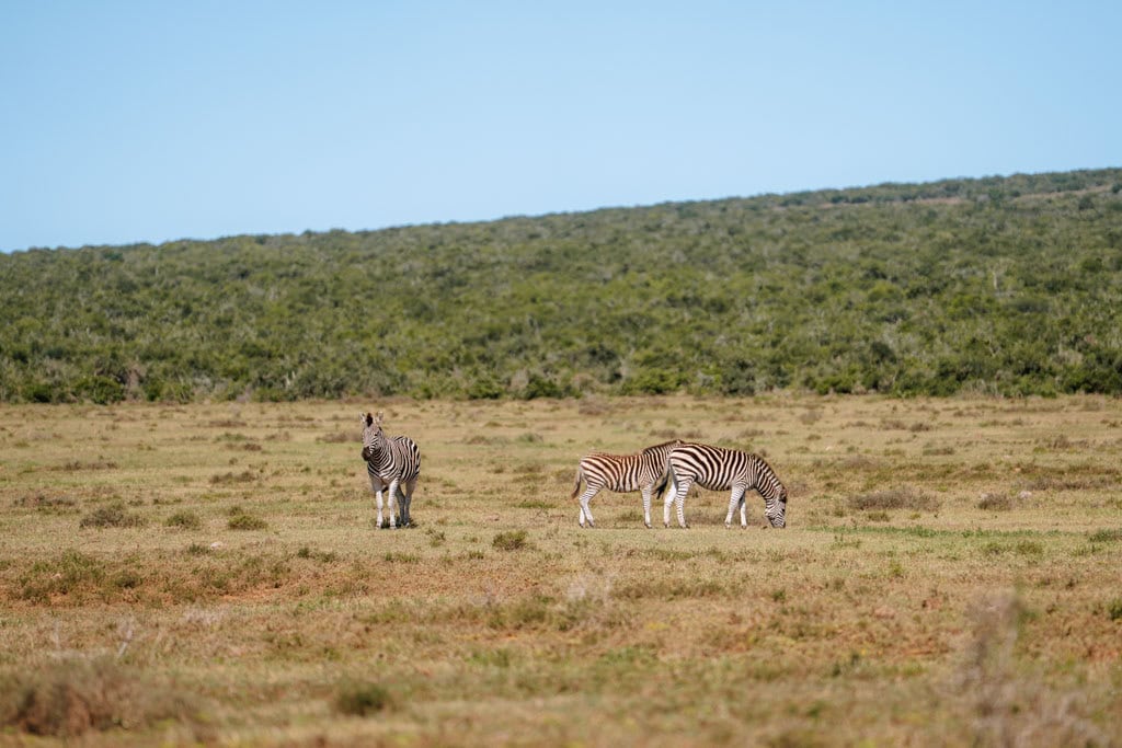 Zebra's Addo Elephant NP 