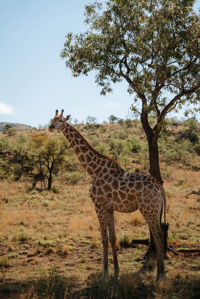 Giraf tijdens malariavrije safari in Pilanesberg in Zuid-Afrika 