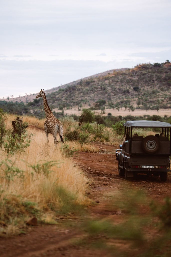 Safari in Pilanesberg 