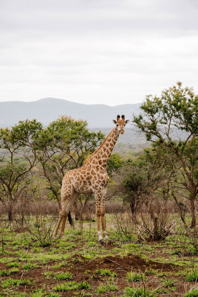 Manyoni Private Game Reserve