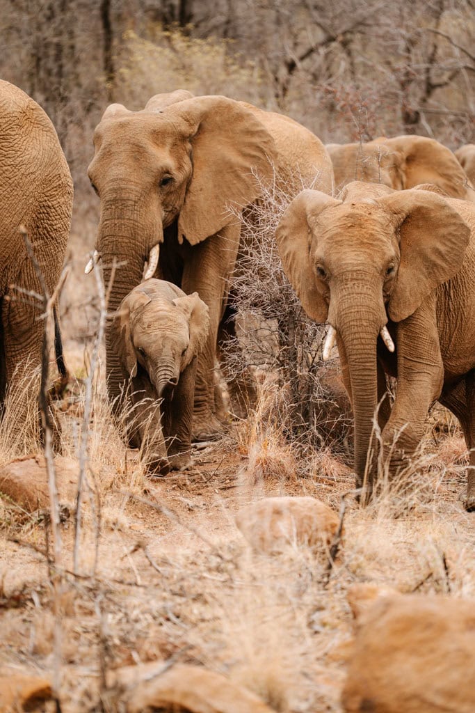 Olifanten in Pilanesberg in Zuid-Afrika