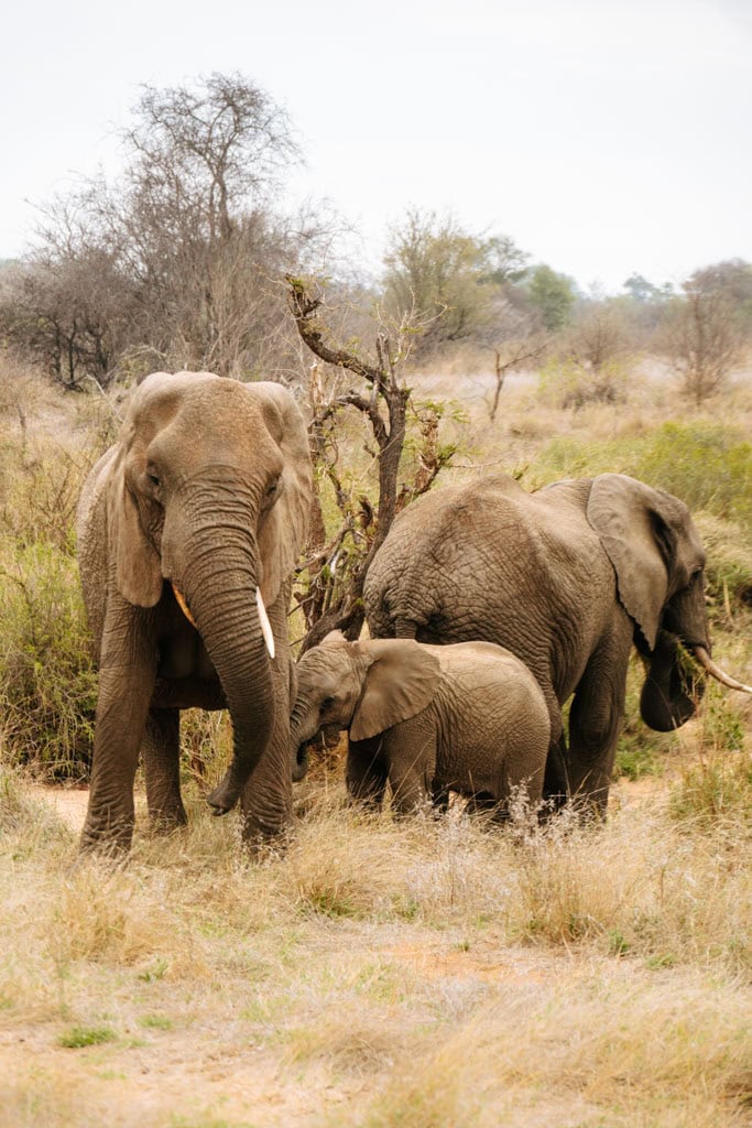 Olifanten in Zuid-Afrika 