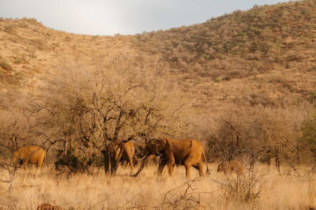 Olifanten spotten safari in het malariavrije Pilanesberg 