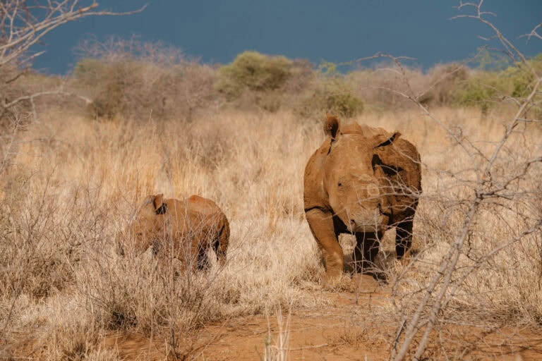 Malaria vrije safari in Pilanesberg in Zuid-Afrika - Tips om te bezoeken
