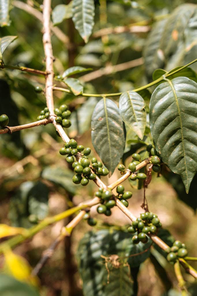 Moshi waterval en koffiefarm bezoeken 