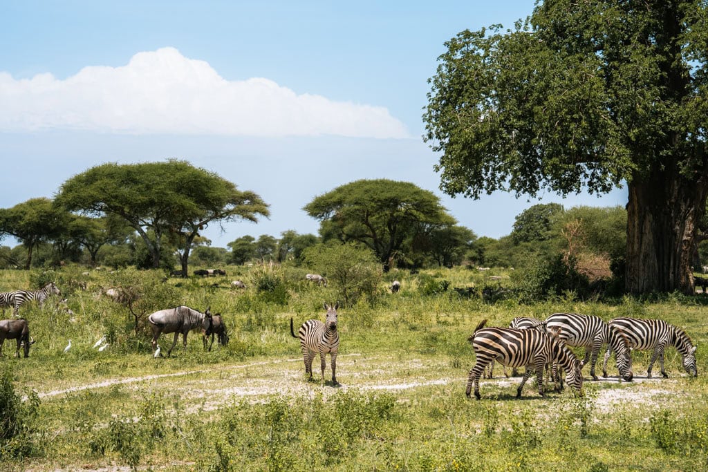 Tips Tarangire National Park 