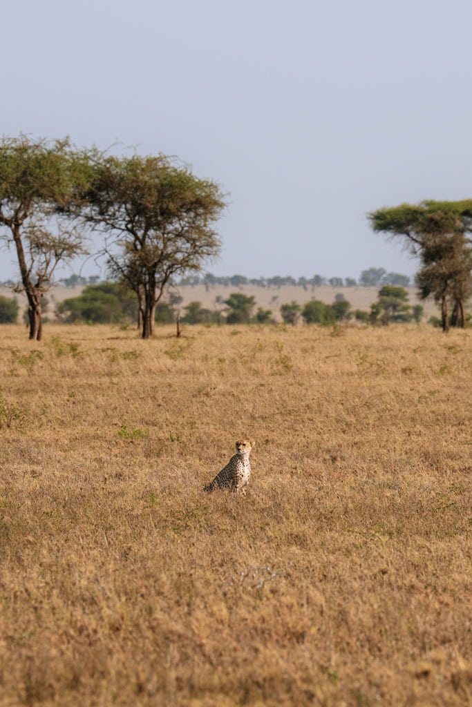Dieren in Serengeti Tanzania 