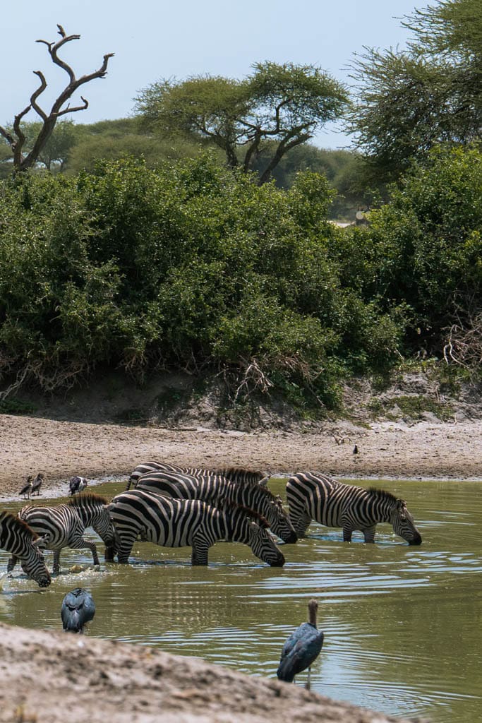Zebra's in Tanzania 