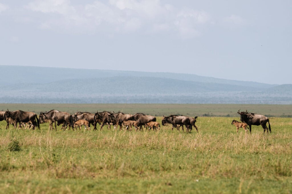 Grote migratie zien tijdens een safari in de Serengeti van Tanzania 
