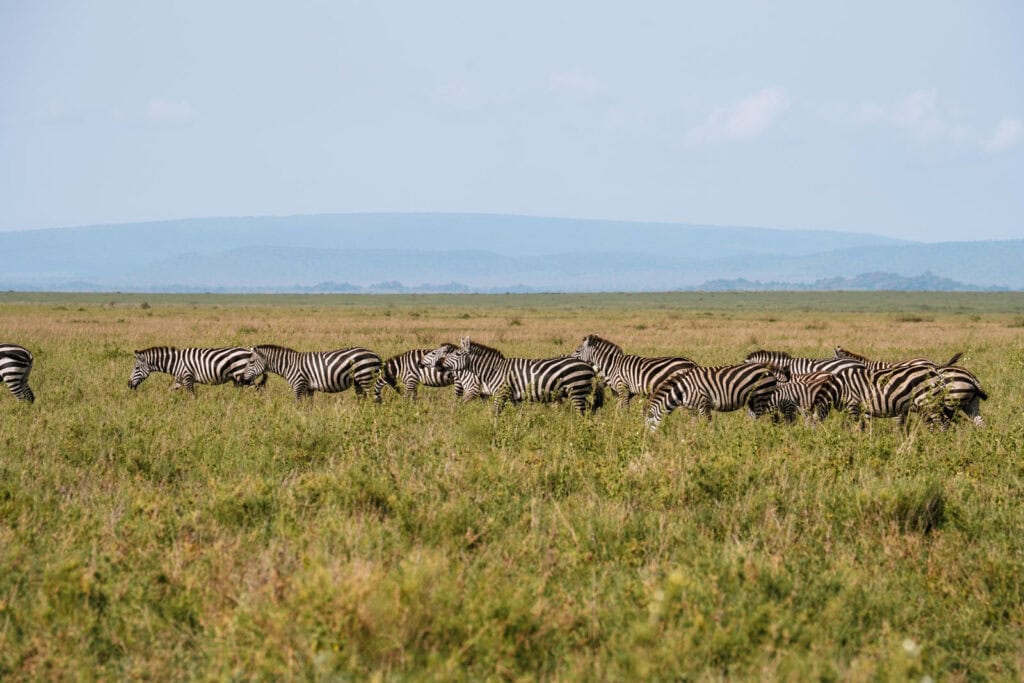 Grote migratie zien tijdens een safari in de Serengeti van Tanzania 
