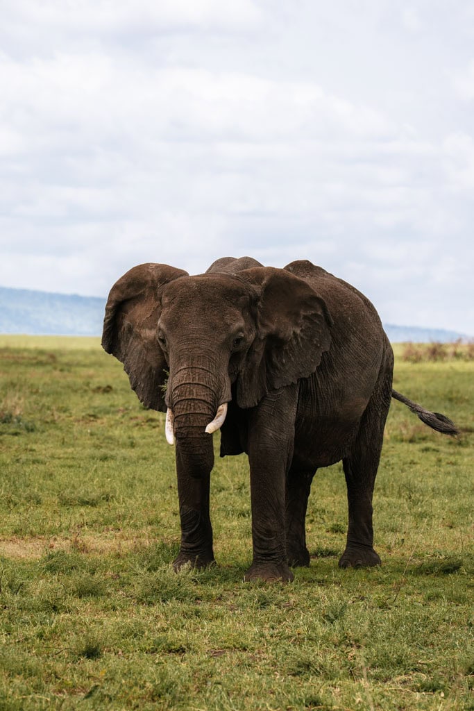 Olifanten tijdens safari in de Serengeti in Tanzania 