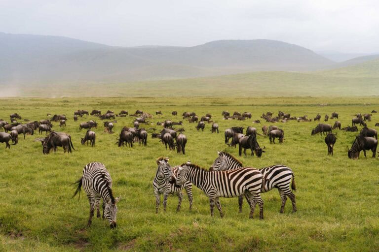 Tips voor een safari in de Ngorongoro krater