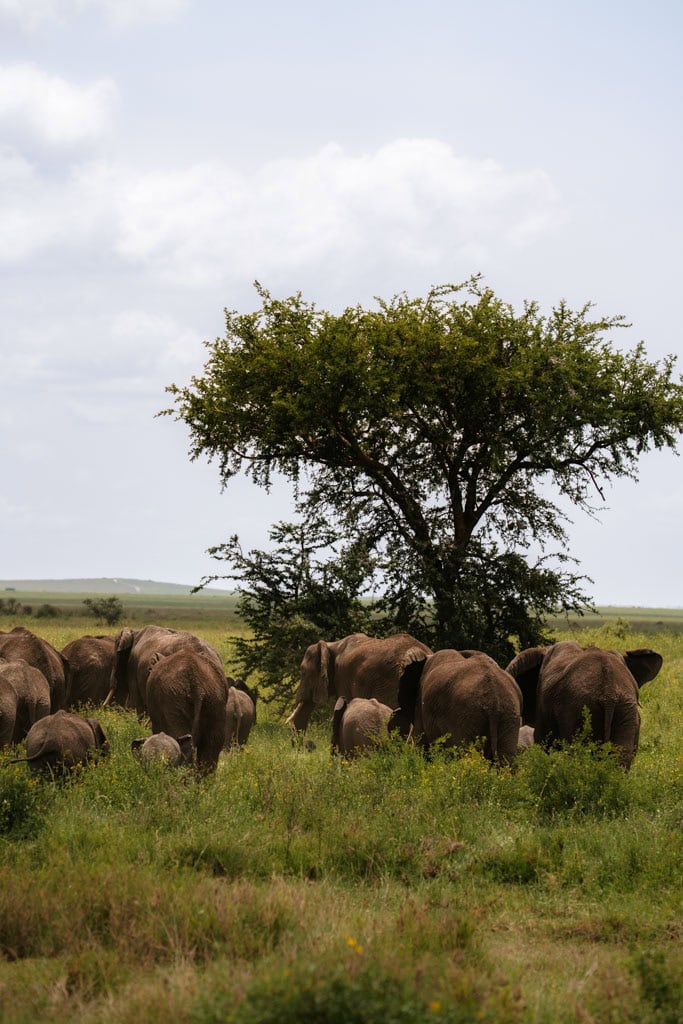 Olifanten tijdens self drive Tanzania 