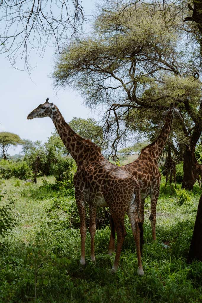 Giraffen in Tarangire National Park 