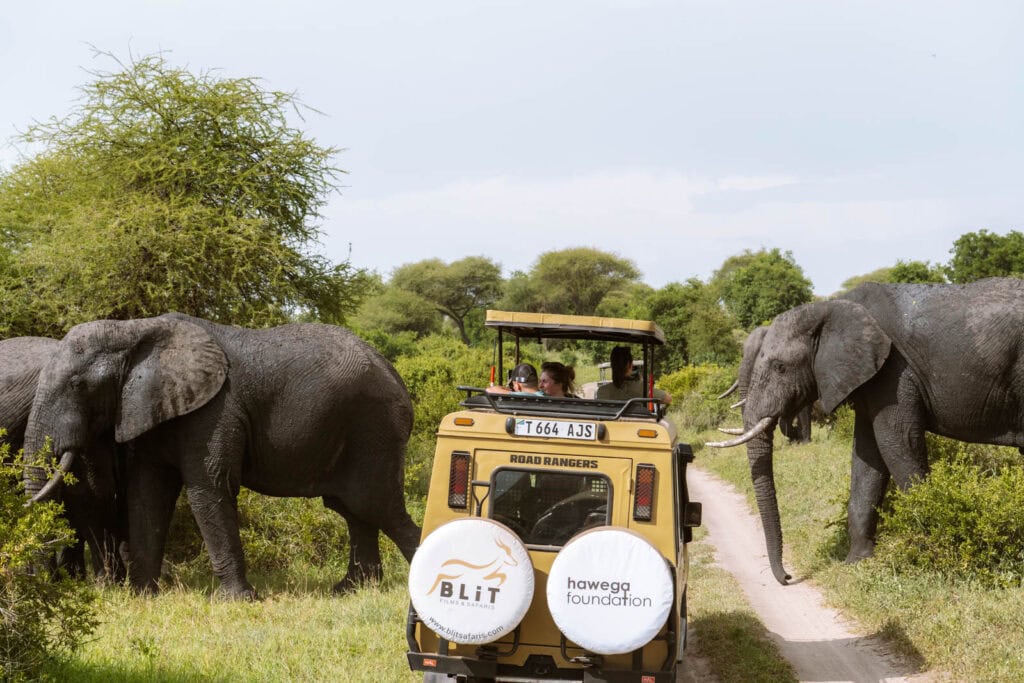 Safari in Tarangire National Park in Tanzania 