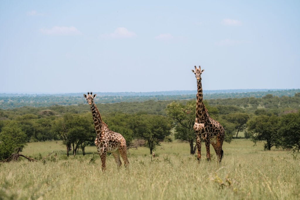 Giraffen in de Serengeti in Tanzania 