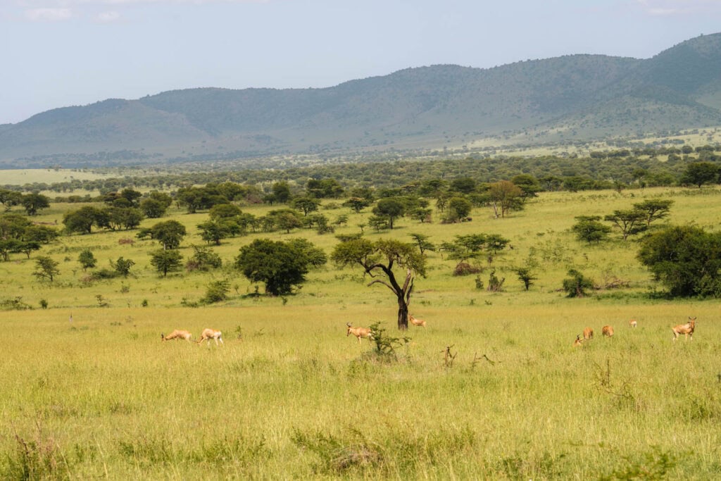 Tips safari in de Serengeti in Tanzania 