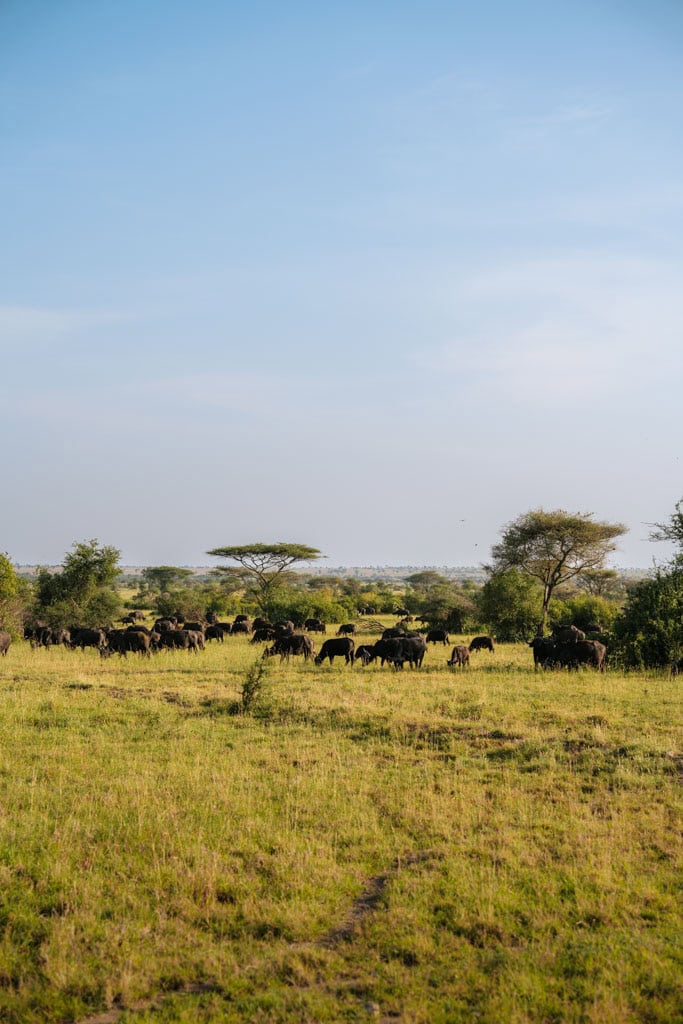 Serengeti in Tanzania 