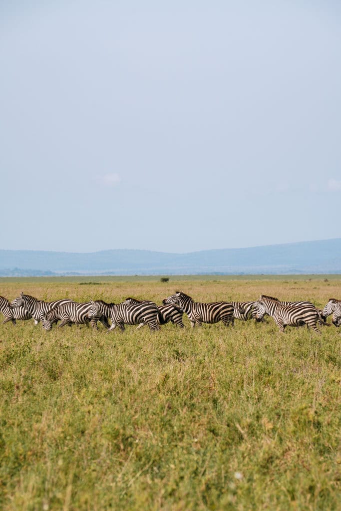 Zebra's in de Serengeti in Tanzania 