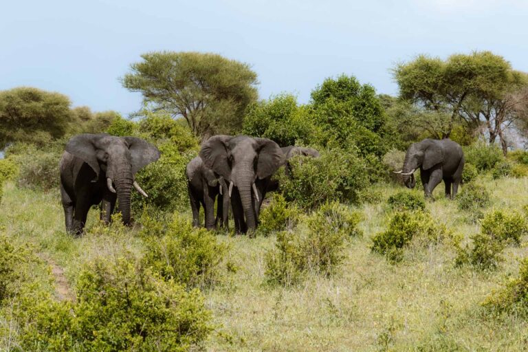 Tarangire National Park bezoeken in Tanzania