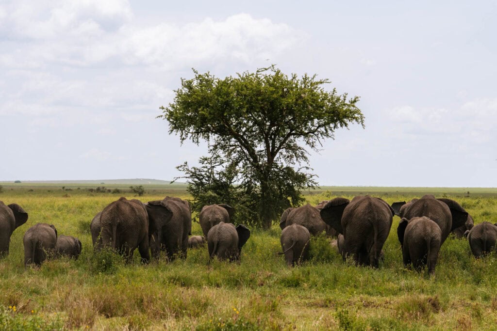 Tips safari Tanzania 