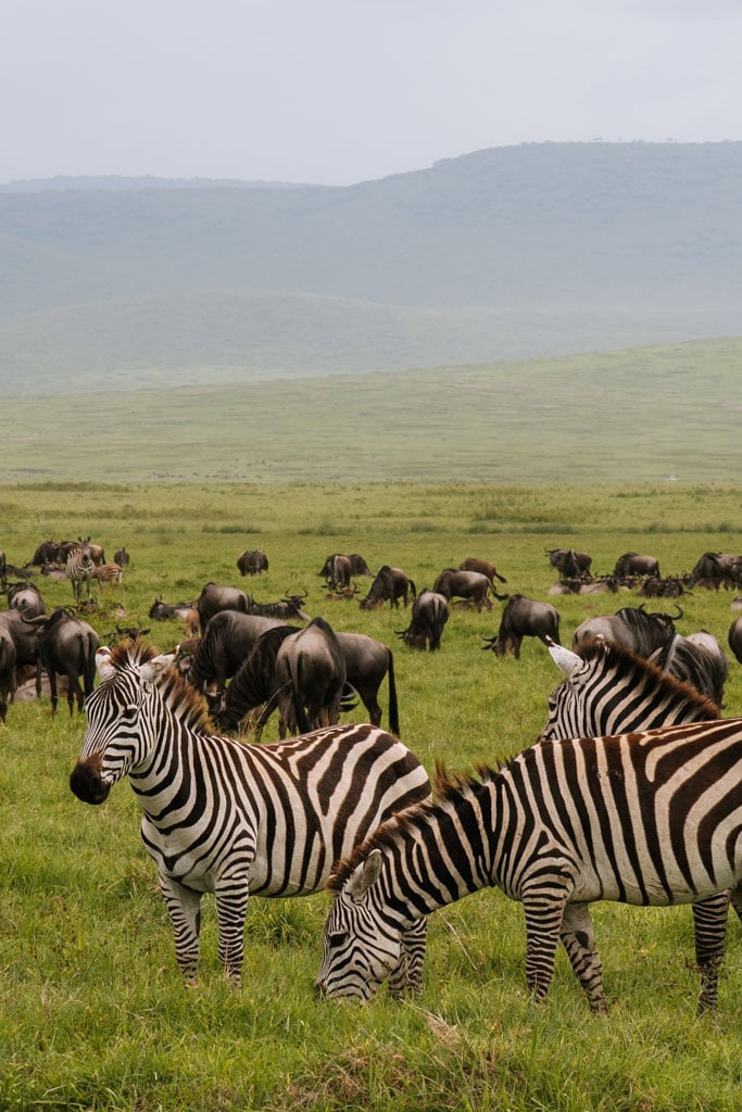 Zelf rijden in safariparken in Tanzania 