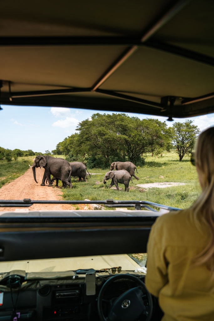 Olifanten in de Serengeti 