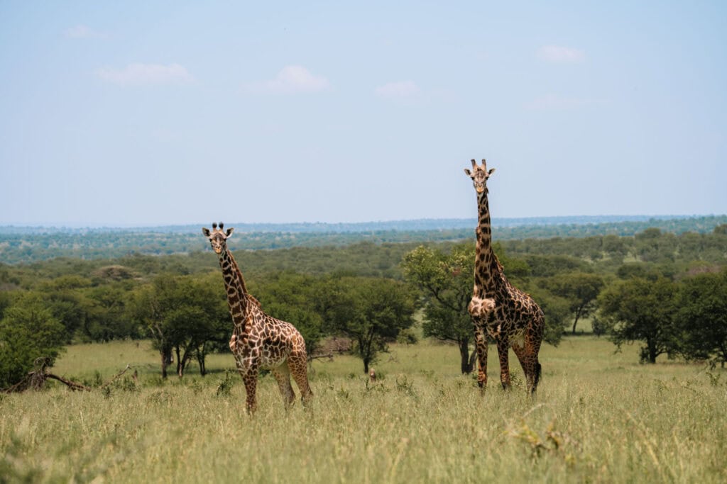 Mooiste Nationale Parken voor safari in Tanzania