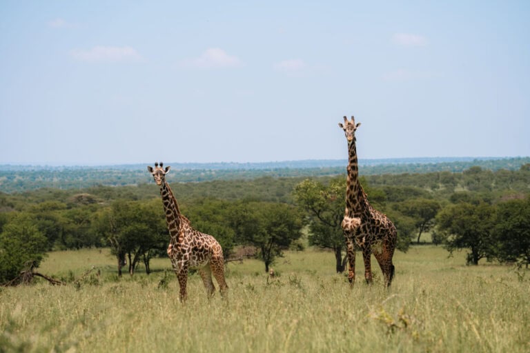 Mooiste Nationale Parken voor safari in Tanzania
