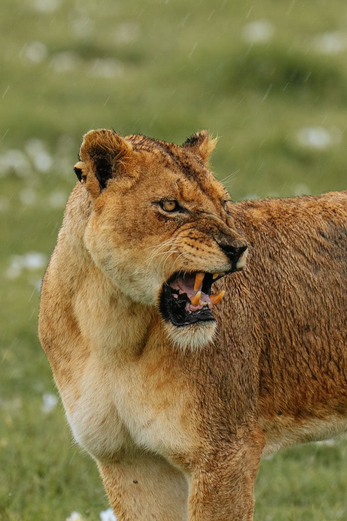 Leeuw fotograferen op safari 