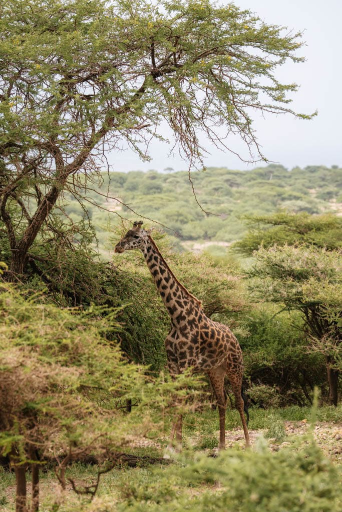 Rondreis Tanzania tips 