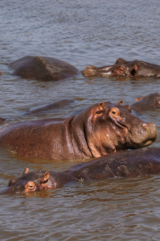 Safari fotografie tips 