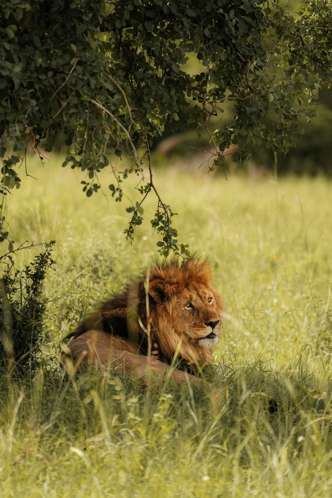 Serengeti tijdens rondreis Tanzania 