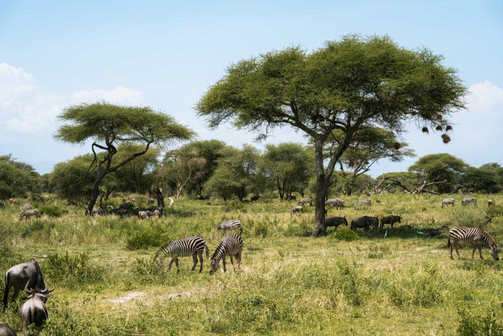 Tarangire National Park op de route door Tanzania 